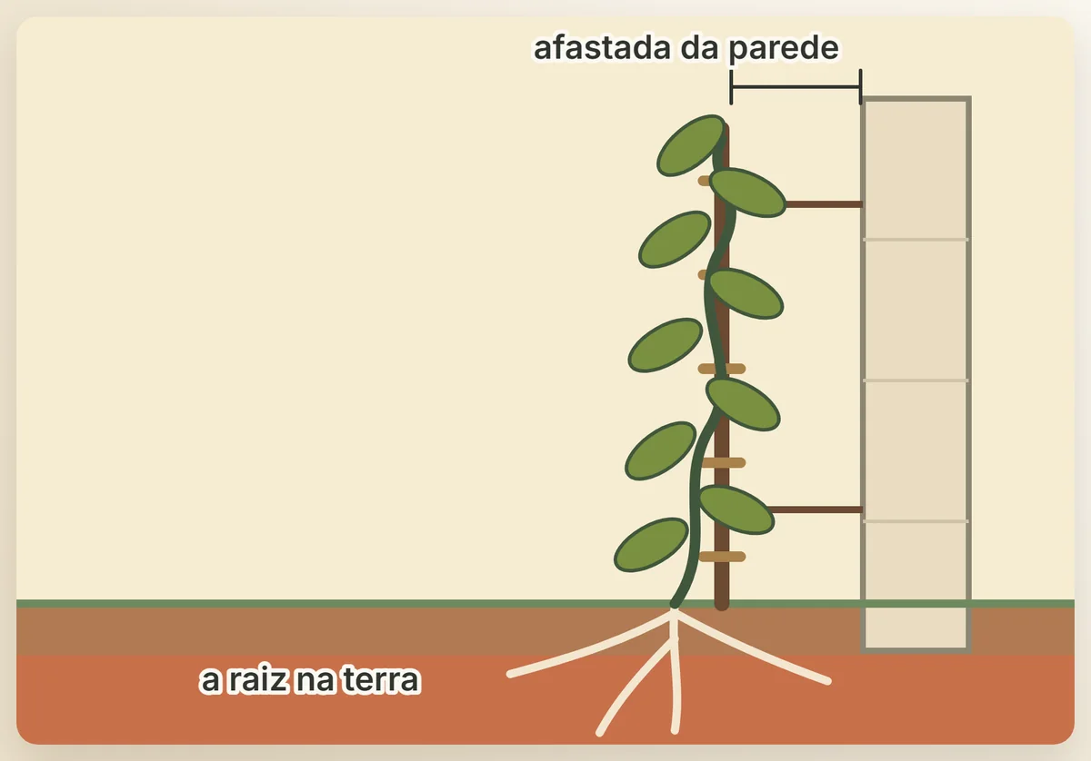 A alternativa ao jardim vertical: a trepadeira plantada no chão, com a raiz na terra, conduzida numa treliça afastada da parede